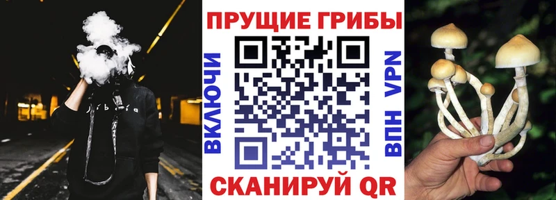 закладка  Благодарный  Галлюциногенные грибы Psilocybe 